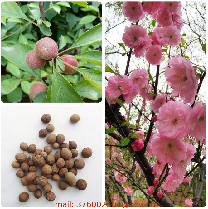 Flowering tree Prunus triloba seeds flowering almond seed for sale