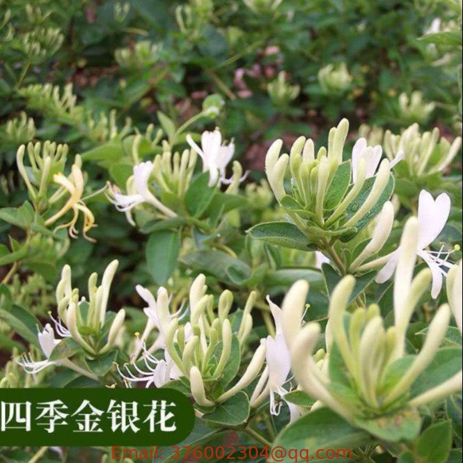 Wholesale bulk lonicera japonica japanese honeysuckle seeds plant