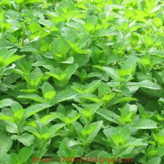 Bo He Bulk sell Mentha haplocalyx seeds chinese mint mentha seed for sale