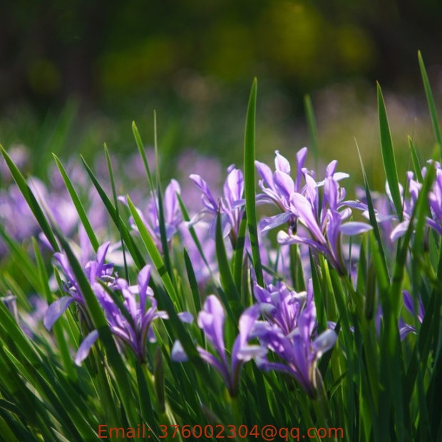 Decorative plant flower Milky Iris lactea seeds Japanese water iris ensata seeds for sale