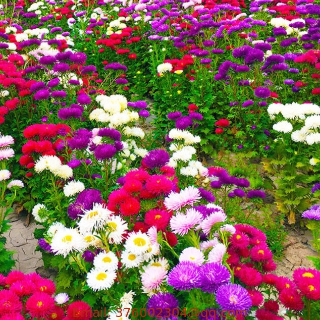 China aster seed Mixing colors flower Callistephus chinensis seeds for plant