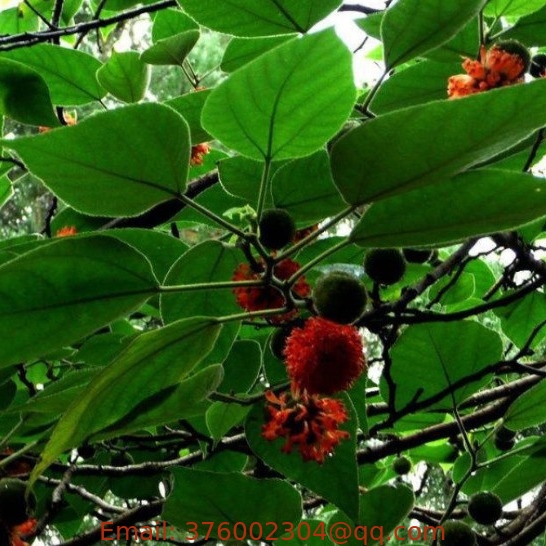 Bulk loose Broussonetia papyrifera seeds paper-mulberry seed for sale