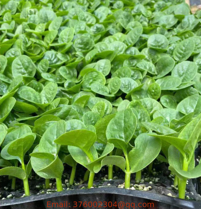 Luo Kui Lo Kwi seed Basella alba Malabar Spinach seeds green leafy vegetable planting
