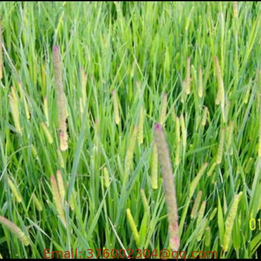 Mao wei cao forage new Phleum pratense seeds bulk Timothy-grass seed for sowing