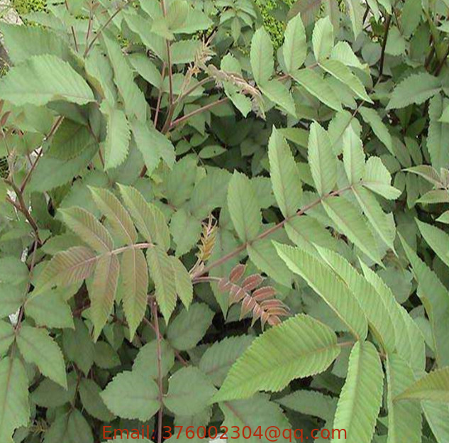 Wholesale Rhus chinensis seeds chinese sumac tree seed for planting
