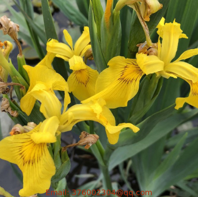 Wholesale bulk sale Yellow flag Iris Pseudacorus seeds water pants sowing