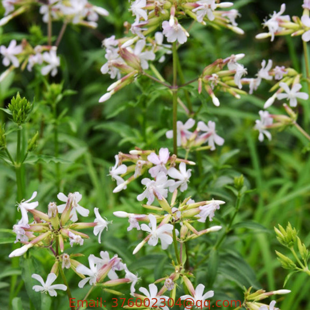 New hotsale soapwort seeds Saponaria Officinalis seed for sale