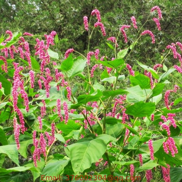 Polygonum orientale seeds kiss me over the garden gate princess feather seeds for sale