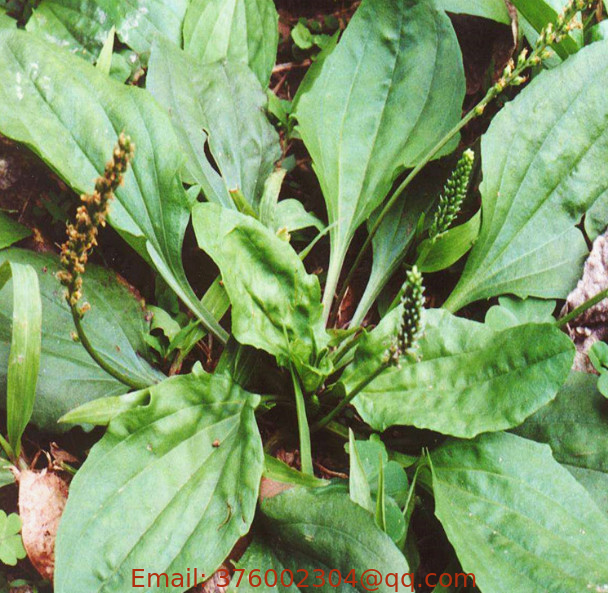 Cheqian 100% pure Plantain Plantago depressa Willd seeds for planting