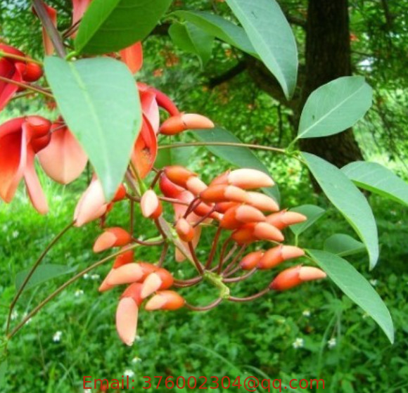 Ci Tong natural raw high quality Indian Coral Tree Pangra Nuts Erythrina Variegata seeds