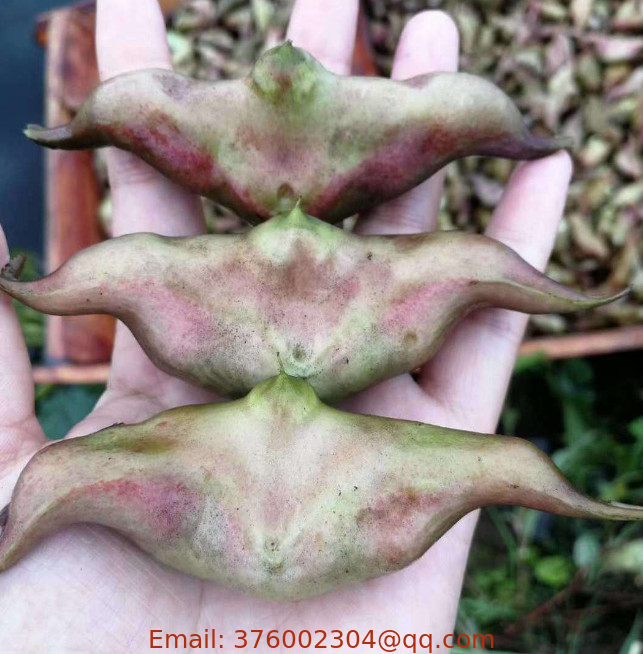 Healthy food edible Fresh dried Water Caltrop roots Trapa bicornis bulbs for planting in water