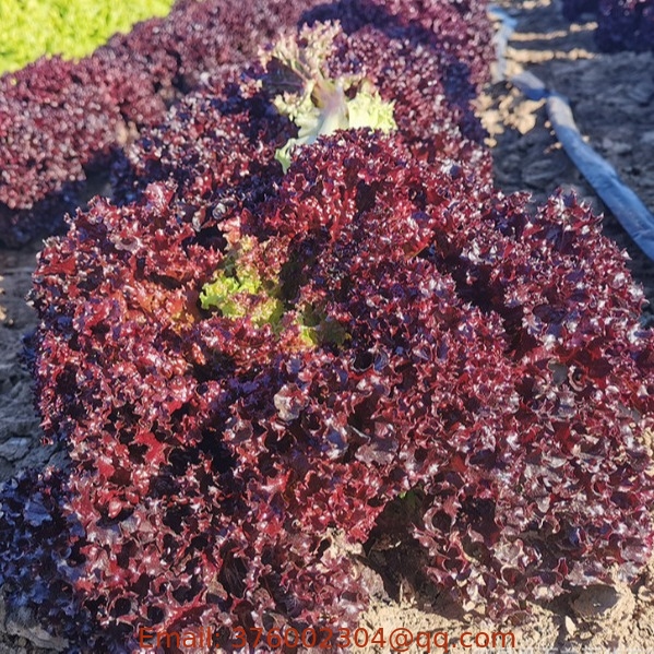 F1 hybrid dark red 10G/bag frilly loose leaf Lollo rosso lettuce seeds for planting