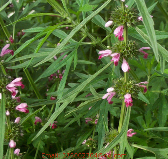 High quality Leonurus sibiricus seeds honeyweed Siberian motherwort seeds for planting