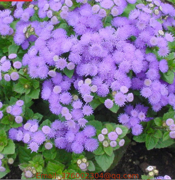 Ornamental Ageratum conyzoides seeds tropical billygoat weed seeds for planting