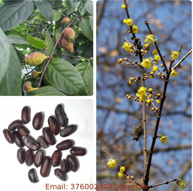 Gloden flower tree wholesale Chimonanthus praecox seeds wintersweet Japanese allspice seeds for planting