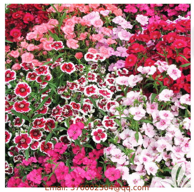 Bulk new mix Dianthus barbatus SEEDS  rockin red sweet William seeds for flower planting