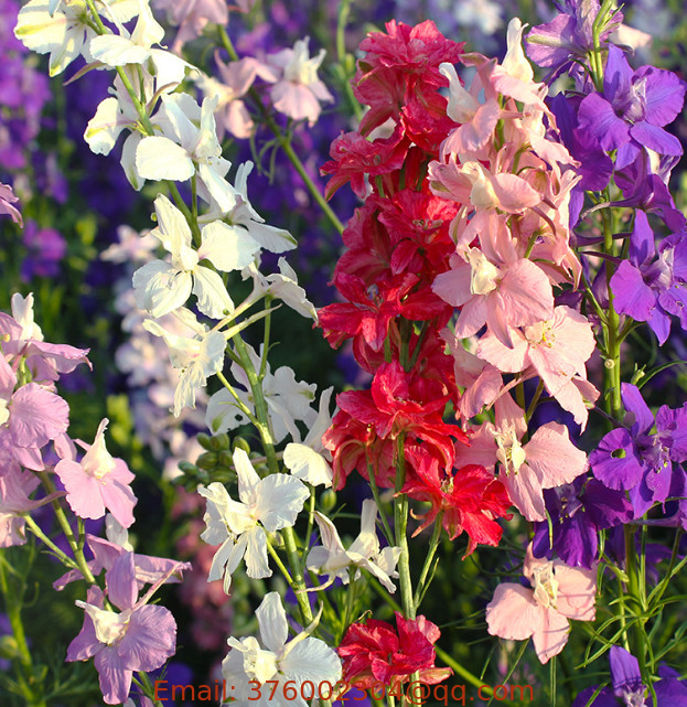 Fei yan cao 500g Mixed colors flowers Giant Larkspur seed Consolida ajacis seeds for planting