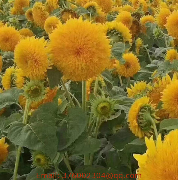 Orange sun dwarf sungold Sunflower Teddy Bear Helianthus annuus seeds for ornamental planting