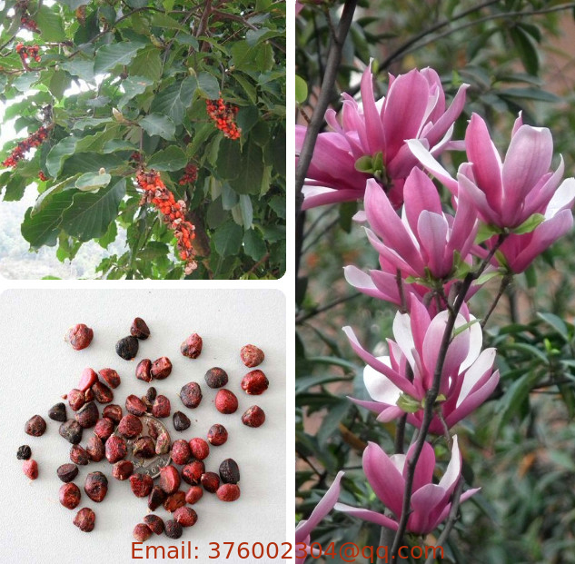 1000g China purple mulan lily Magnolia liliiflora seeds for planting