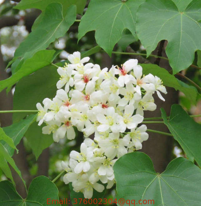 Flowering plants outdoors Tung oil tree high grade Aleurites fordii seeds for sell