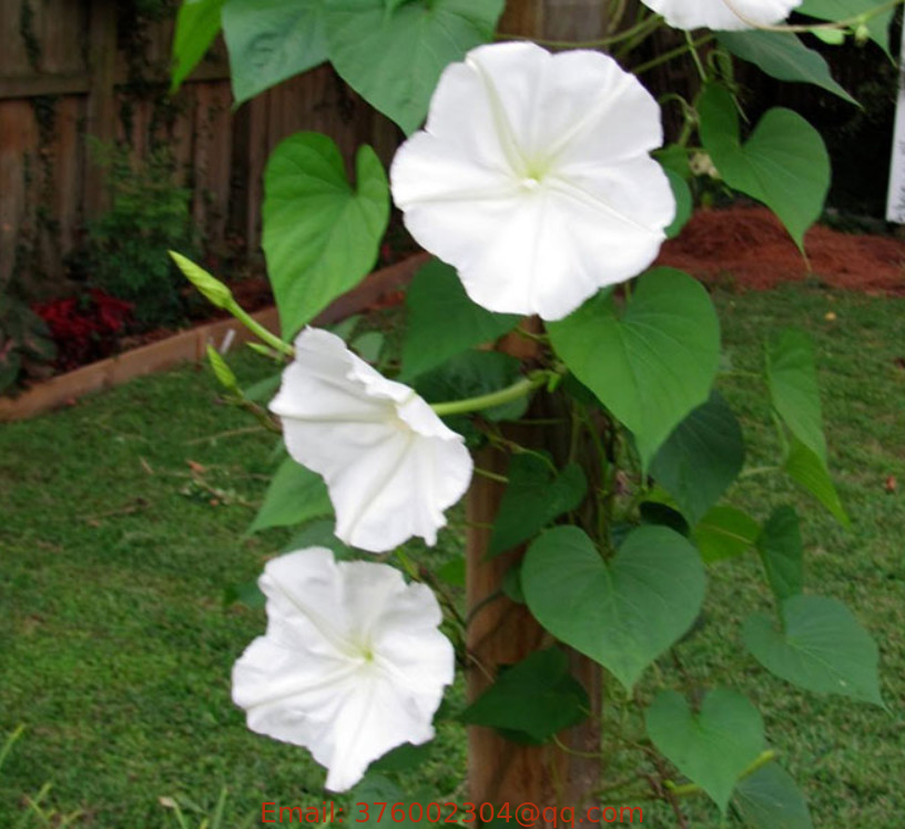 3pcs White flowers giant moonflower moon vine seed natural dried Ipomoea alba seeds for planting