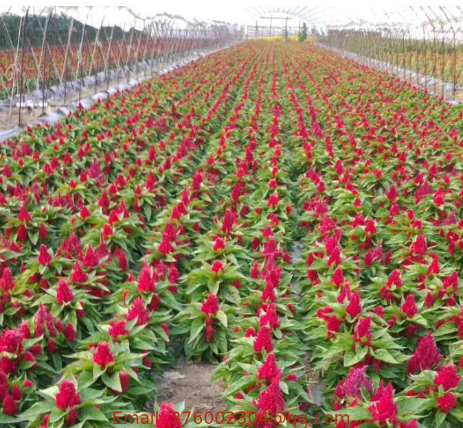 5g Hotsale yellow red Celosia cristata var plumosa seeds plumed cockscomb silver cock's comb seeds