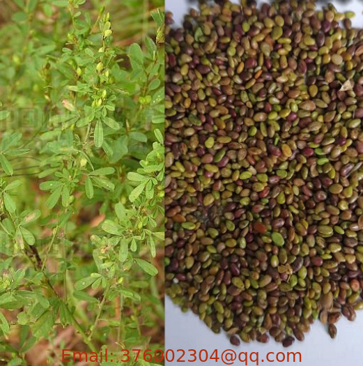 Wholesale Lespedeza cuneata seeds Chinese bushclover sericea lespedeza seeds for sale