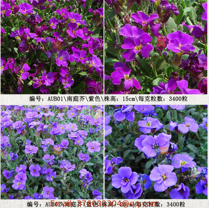 5G Mixed colors natural raw hybrid Purple Aubrieta cultorum seeds for sale