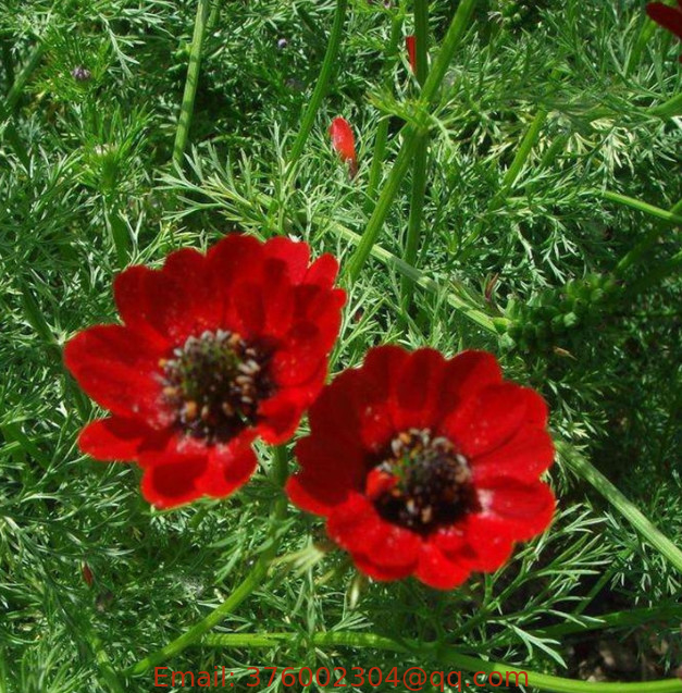 500g China supplying summer pheasant's eye Adonis aestiva red flowers seeds Adonis Aestivalis for planting