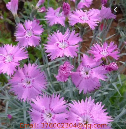 Best selling Dianthus plumarius seeds garden pink flower feathered pink seeds for planting