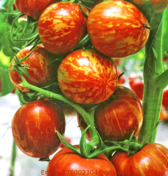 500pcs High grade Special vegetable seed china hybrid Red zebra tomato seeds for sale