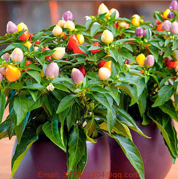 100pcs Premium quality hybrid mixed colorful ornamental little bonsai pepper seeds for sowing