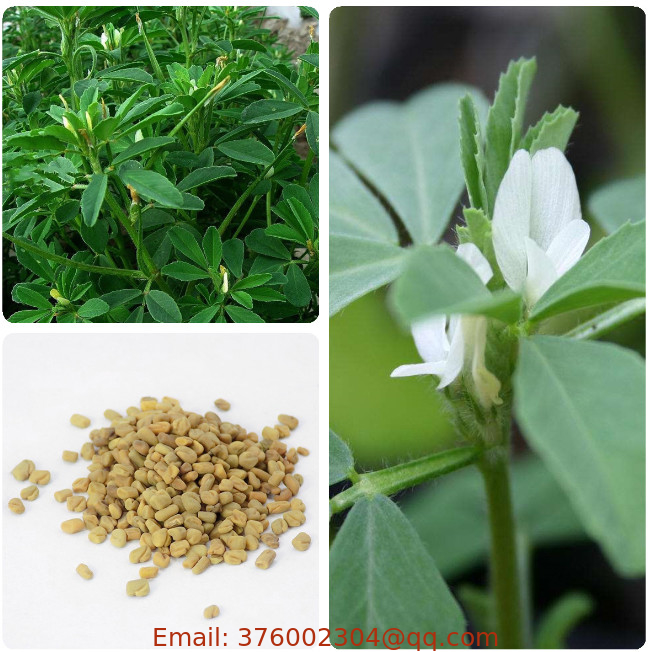 1kg Bulk wholesale Fenugreek seeds Trigonella foenum-graecum seeds for planting