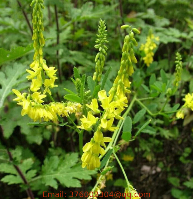 High germintion Melilotus officinalis seeds sweet yellow clover yellow melilot seeds for sale