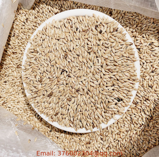 Bulk supply raw loose pure Phalaris canariensi Canary grass Seeds for sale