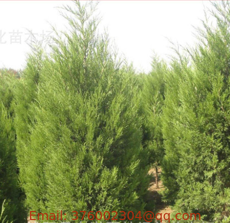 Wholesale online ripe chinese juniper seed Juniperus chinensis seeds for sale