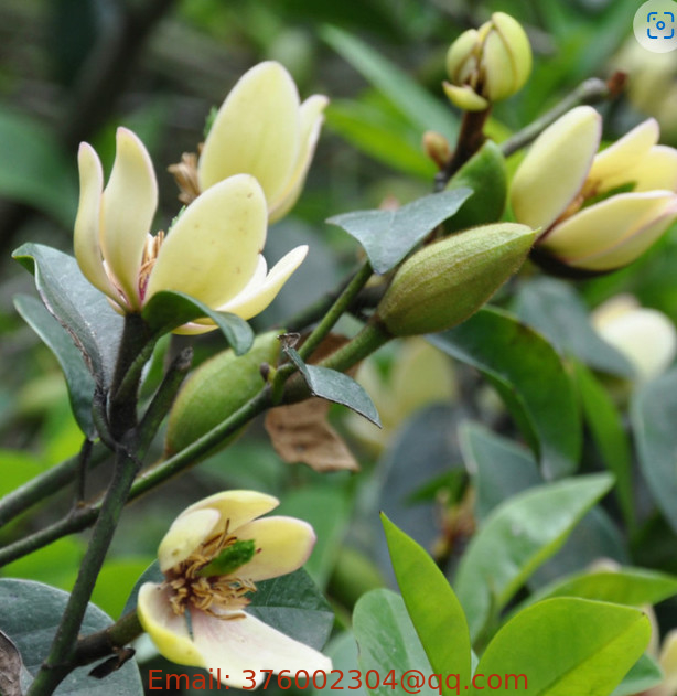High quality mature banana shrub port wine magnolia seeds Magnolia Figo seeds