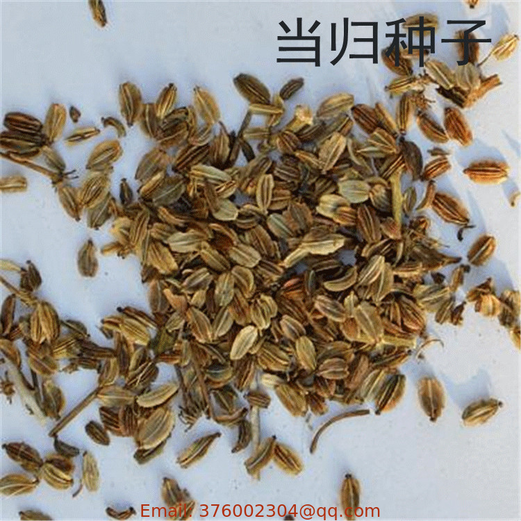 Dong Quai Angelica sinensis seeds 500g China herb NON-GMO hotsale Angelica sinensis seeds for planting