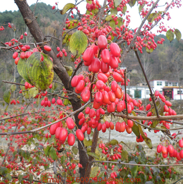 High quality shan zhu yu Cornus officinalis seeds Japanese cornel Japanese cornelian cherry seeds