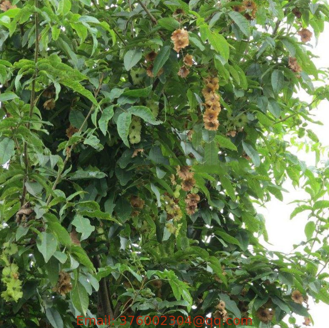 1000g Qing Qian Liu wheel wing nut chinese unique tree Cyclocarya paliurus Iljinskaja seeds for planting