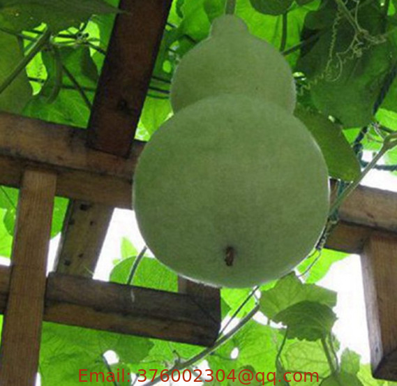 China Lagenaria siceraria Standl molina birdhouse bottle gourd white-flowered gourd seeds for sale