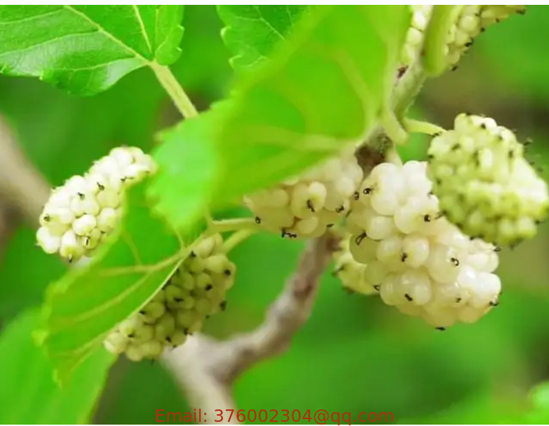 1000g seeds white mulberries NON-GMO super sweetess white long fruits mulberry seeds