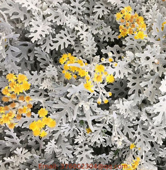 F1 coler velvet Centaurea Cineraria silver Cineraria silverdust Seeds dusty miller for planting