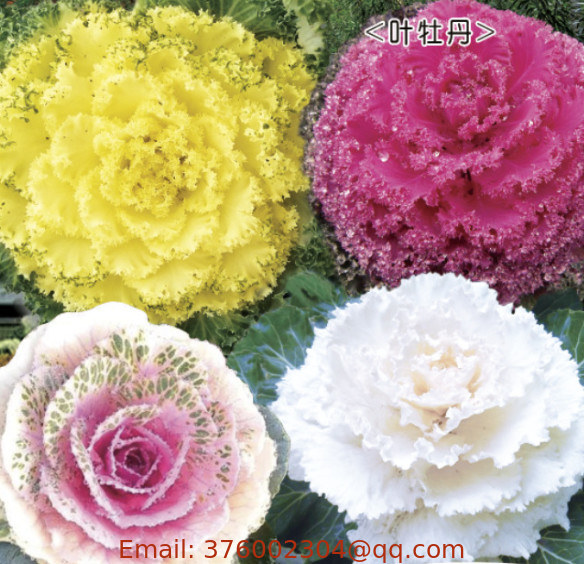 F1 High quality Mixture color Cabbage decorative seed Ornamental cabbage flowering cabbage seeds