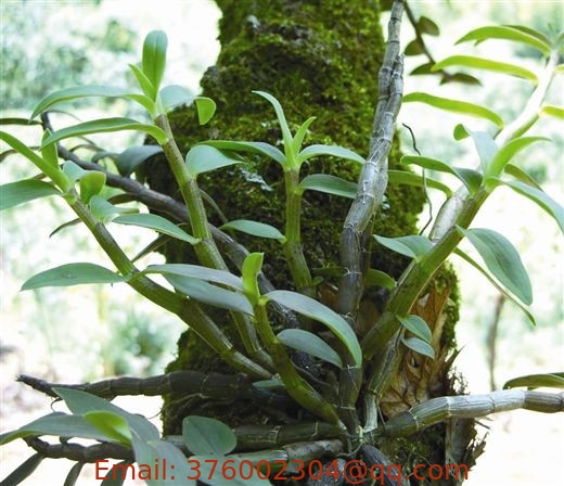 The stem of noble Dendrobium officinale Kimura et Migo dendrobe Dendrobium nobile Segment Shi hu