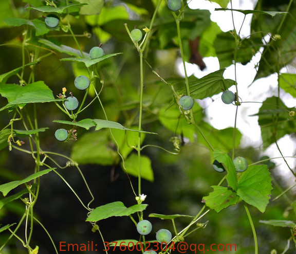 Zehneria indica Lour Keraudren whole plants Chinese herb Lao shu la dong gua