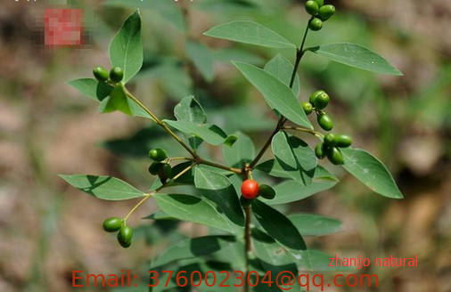 Wikstroemia indica L C A Mey stem and leaves Chinese herb,natural medicine Liao ge wang
