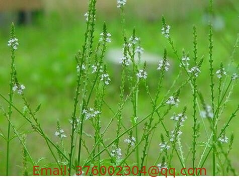 Verbena officinalis L whole plants Chinese herb Ma bian cao