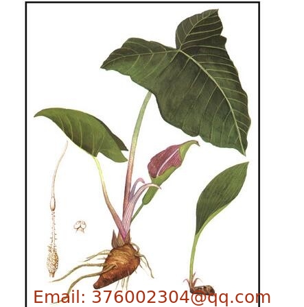 Rhizoma Typhonii Typhonium giganteum Engl tuber root Chinese herb Yu bai fu