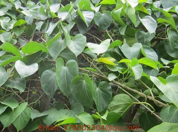 Tinospora sinensis Lour Merr stem wild natural medicine Zhong hua qing niu dan